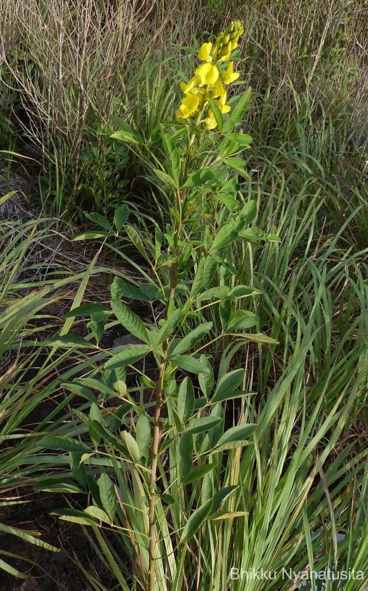 Crotalaria micans Link